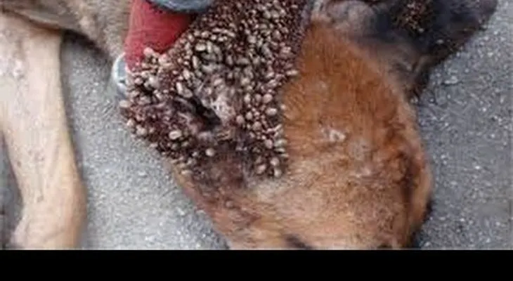 Estos remedios quitarán las garrapatas de tu perro