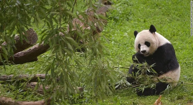 Panda bebé muere pocos días después de nacer en Washington