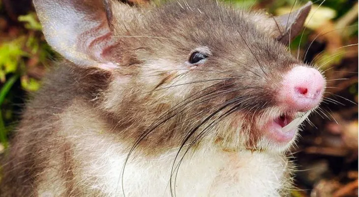Descubren una nueva especie de mamífero: la 'rata nariz de cerdo'