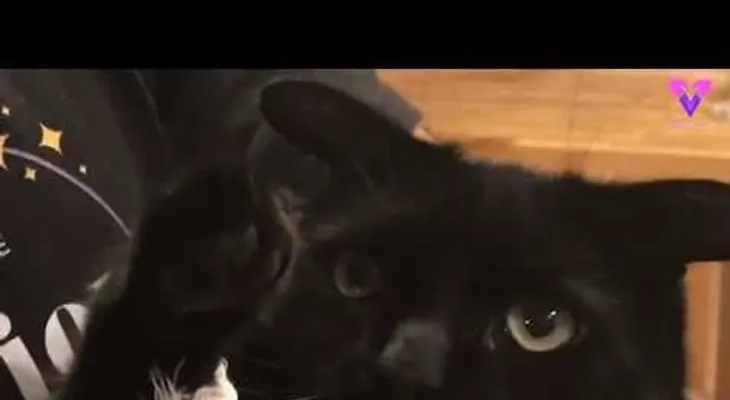 Un gato con un parecido a "Baby Yoda", se hace viral 