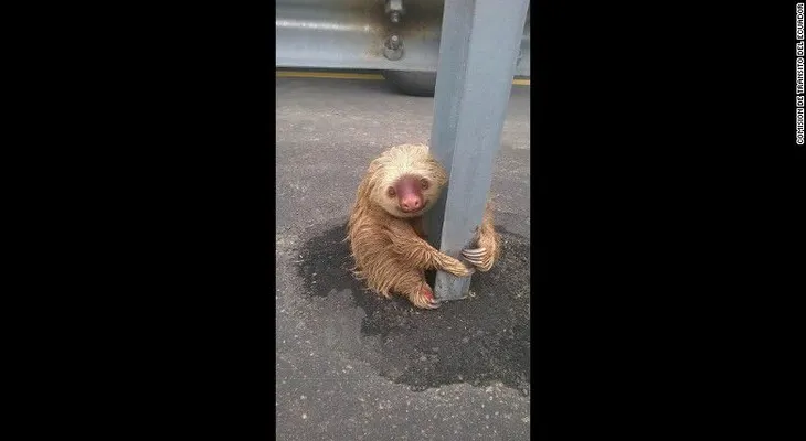 Un oso perezoso paraliza el tráfico en Ecuador y las redes en el mundo