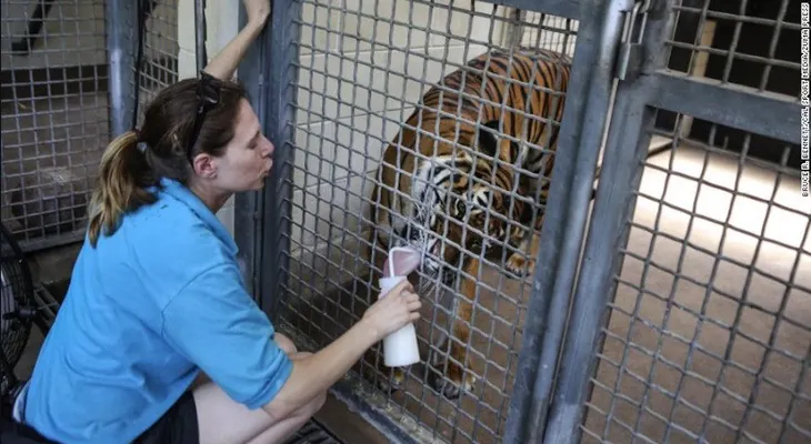 Un tigre mata a su cuidadora en un zoológico