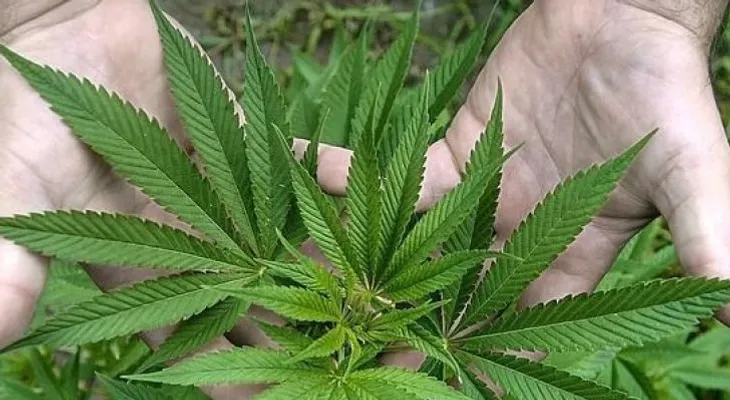 ¡Crean supositorios de marihuana!