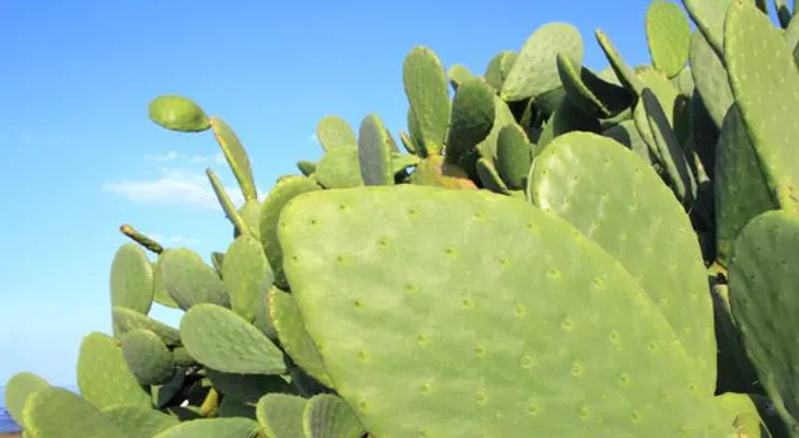 El nopal. ¿Qué es y cuáles son sus beneficios en ayunas?