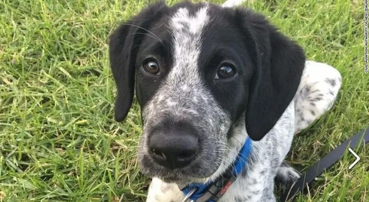 Matan a un perro policía que se salió de control en el aeropuerto de Auckland