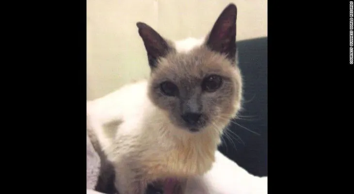 Conoce Scooter, el gato más viejo del mundo