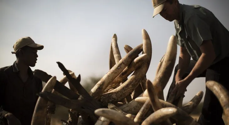 Cae en Tanzania "La Reina del Marfil", presunta traficante china de colmillos de elefante