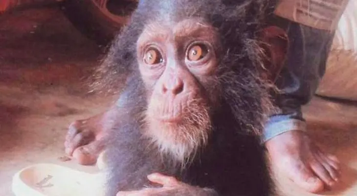 Chimpancé llora sin parar cuando se les acercan los humanos
