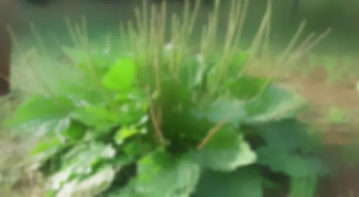 Esta es la planta que puede sanarte de más de 13 enfermedades que le pasas por el lado en tu casa y ni cuenta te das