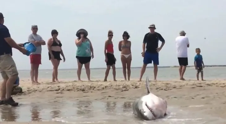 Bañistas rescatan a un tiburón blanco varado en la playa (VIDEO)