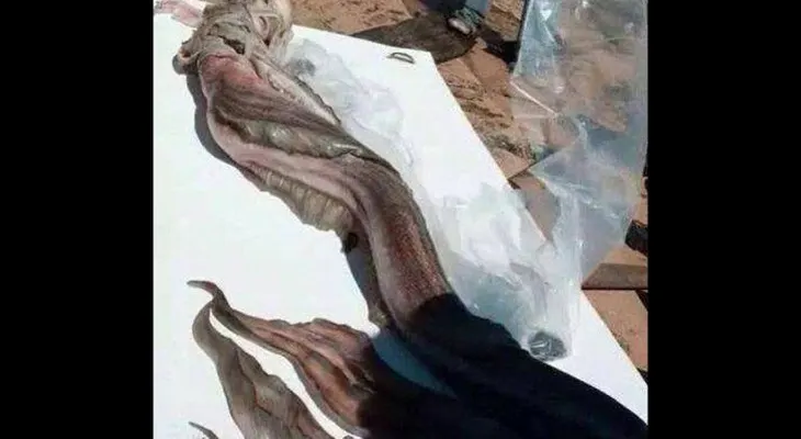 Video: Publican imagen de "sirena" hallada en México