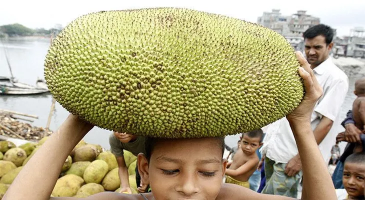 Una fruta puede ayudar con el problema del hambre en la India, pero nadie la quiere