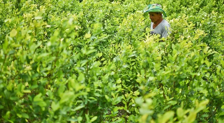Cultivos de coca en Colombia aumentaron un 39% en un año, según Junta Internacional de Fiscalización de Estupefacientes