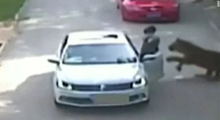 Un tigre mata a una mujer durante safari en China