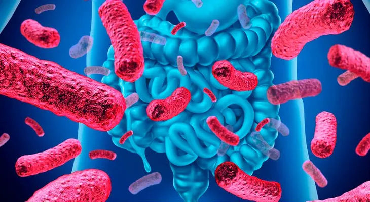 Una bacteria intestinal entrena el sistema inmunitario de los bebés