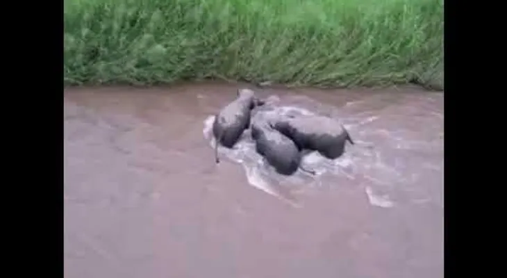 Tres elefantes rescatan a una cría arrastrada por un río