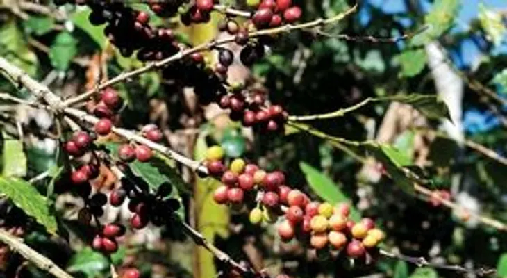 Café de RD logra buen precio internacional