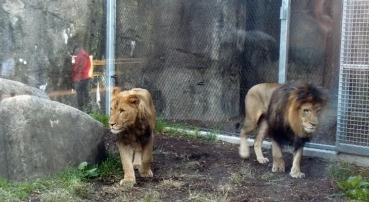 En una lucha mortal, una leona asesinó al padre de sus cachorros en el zoo de Indianápolis y causa conmoción