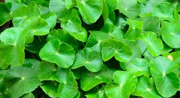 Lochita ¡Poderoso oxigenante cerebral!; preparación