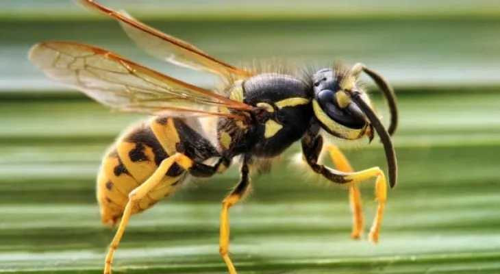 ¿Qué hacer si te pica una avispa?