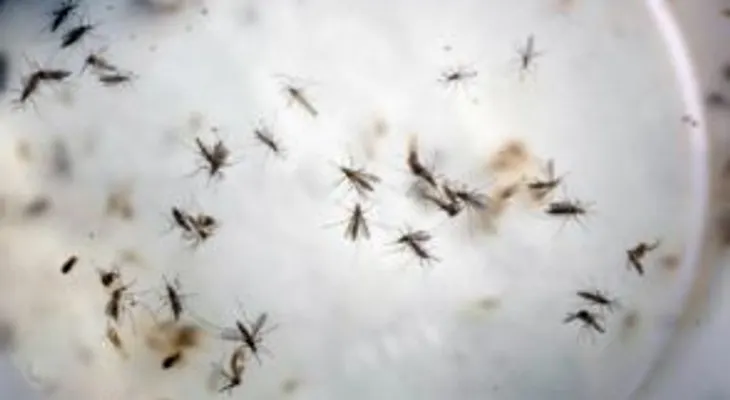 Epidemia zika sigue siendo emergencia sanitaria de alcance internacional