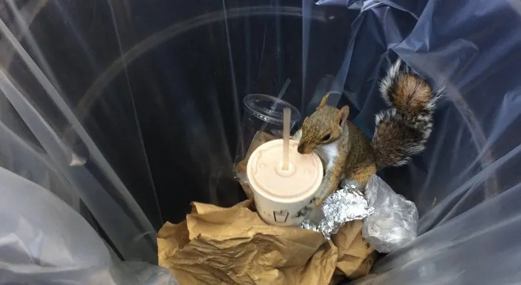 La ardilla del batido de chocolate, la nueva protagonista de los videos callejeros en NY