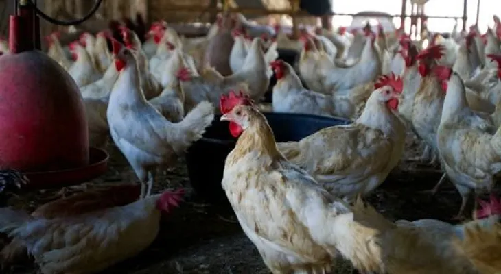 Apresan tres hombres acusados de sustraer 900 pollos en Monte Plata