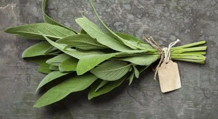 Estas son las propiedades y beneficios de la salvia