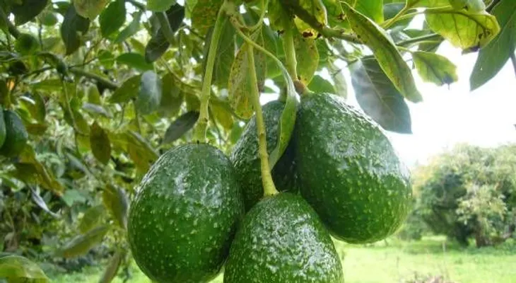 13 razones para comer más aguacate
