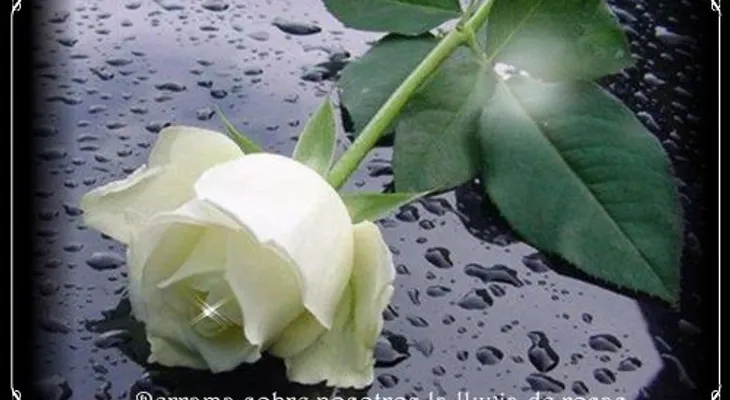 Rosas para el alma  ¡Dios Sabe!