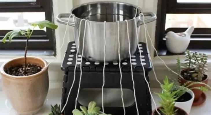 ¿Vas a viajar? Mantén tus plantas regadas con un método súper fácil
