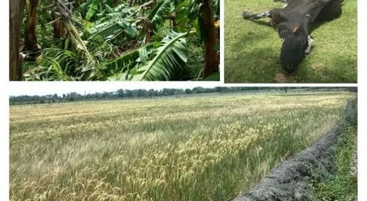 Agrodosa indemniza por RD$16 MM a 225 productores agropecuarios