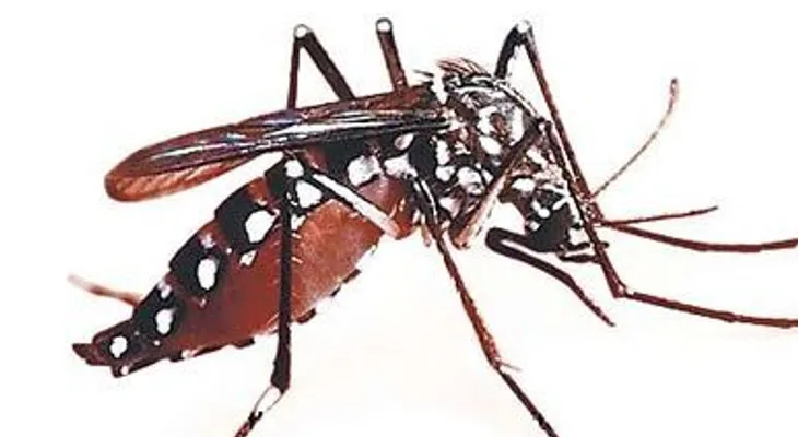 La OPS considera 2013 año epidémico de dengue en América Latina tras alza de casos