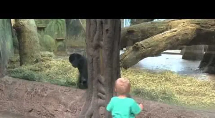 Un pequeño y un gorila se encuentran cara a cara, y los padres estallan en carcajadas