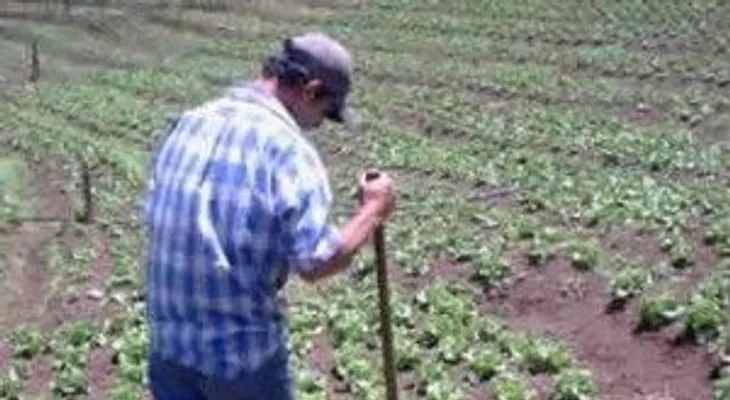 EEUU otorgará visas a dominicanos para labores agrícolas y trabajos temporales 