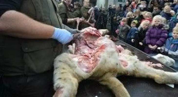 Critican zoológico por disecar león en público, entre ellos niños