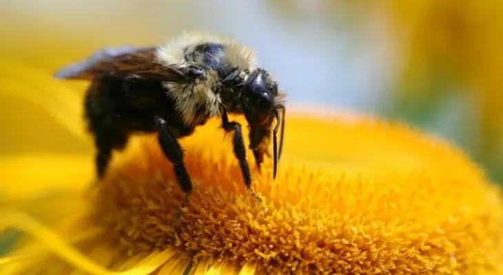 Qué hacer ante una picadura de abeja