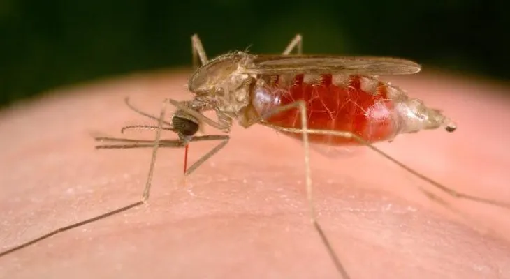 La malaria registró en 2016 cifra más alta en 45 años