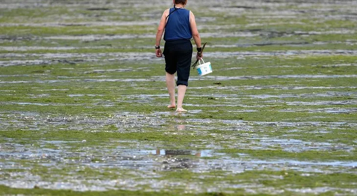 Cierran 21 playas por un alga que causa vómitos y diarreas