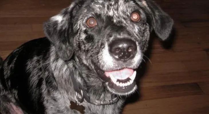 En EE.UU., cada vez más perros consumen marihuana