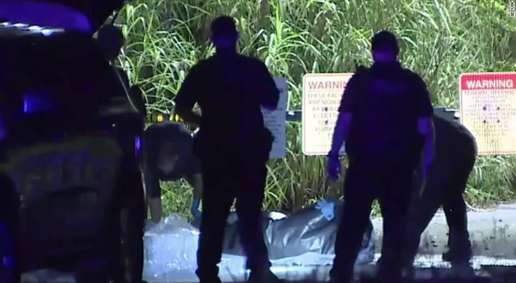 Encuentran a caimanes comiendo restos humanos en Florida