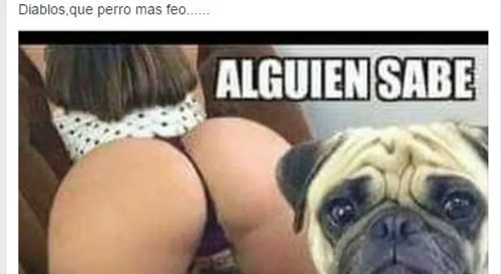 Buscan determinar de que raza es...