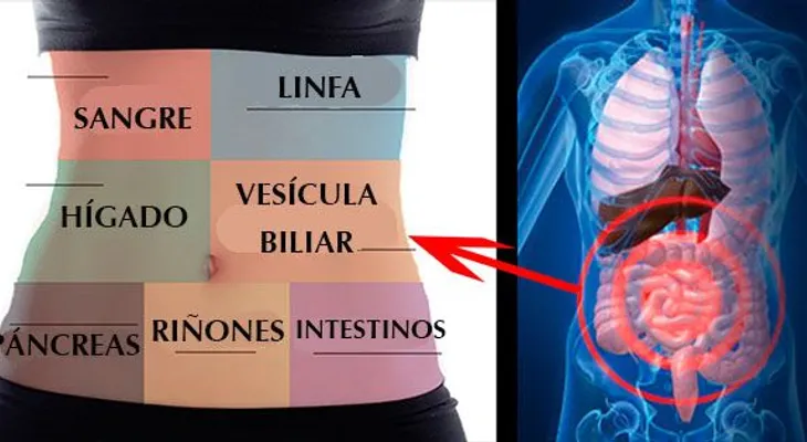Como desintoxicar cada órgano para no sentirte enfermo o cansado todo el tiempo