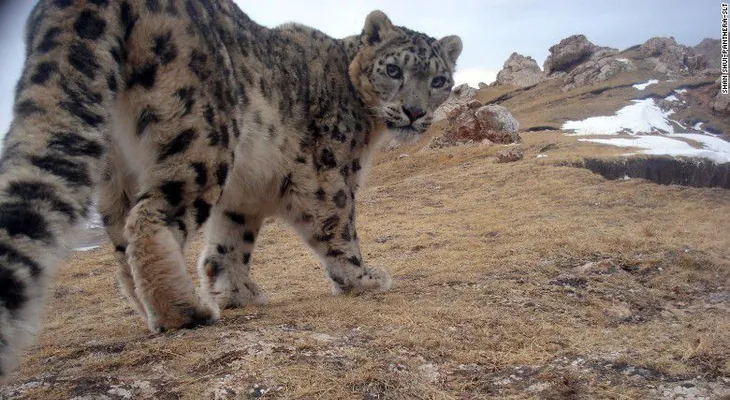 ¿Por qué este leopardo de las nieves ha emocionado a los científicos?