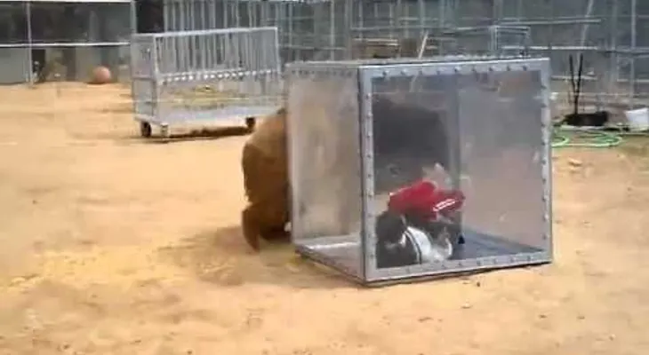 Un oso ataca a una mujer en un cubo de cristal (Video)