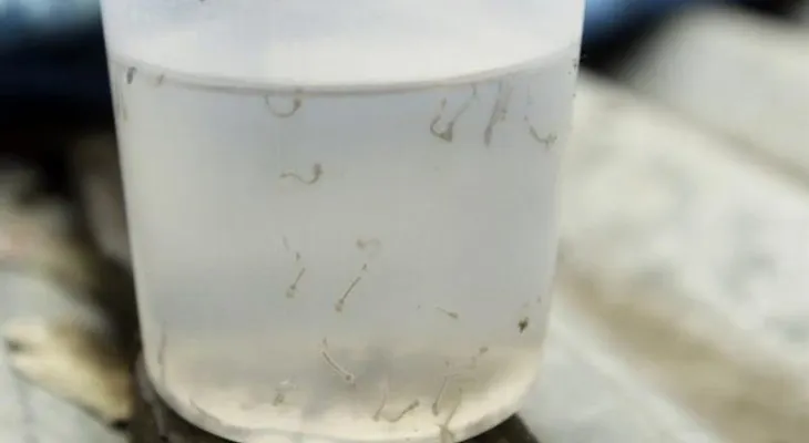  Autoridades sanitarias confirman once casos de zika en Bolivia