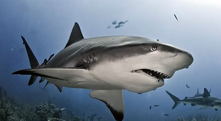 Descubren que los tiburones tienen personalidad