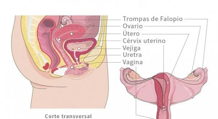 ¡Descubre todo sobre las vaginas!: 20 cosas debes saber 