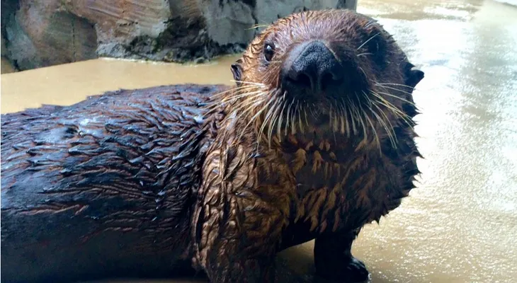 Mishka, la nutria que tiene asma, aprende a usar un inhalador