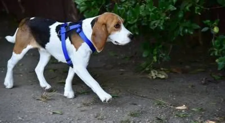 Confirman los perros entienden qué les decimos y cómo lo hacemos (VIDEO)